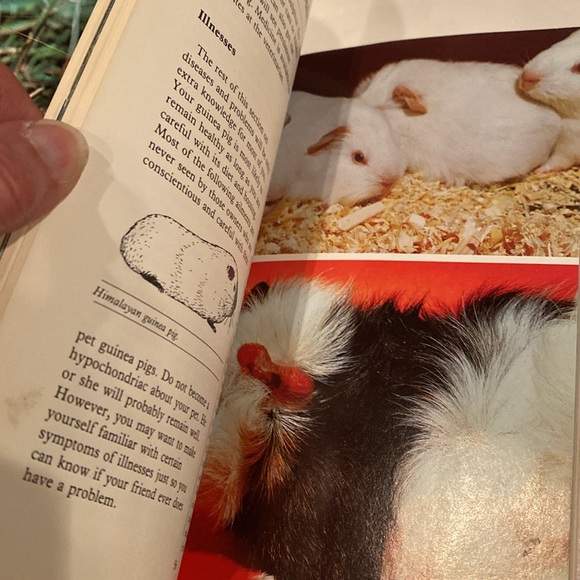 “Guinea Pigs,” Paperback - Picture 3 of 4